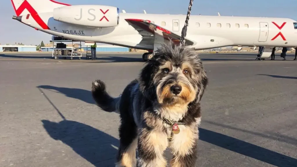 dog flying with JSX Airlines